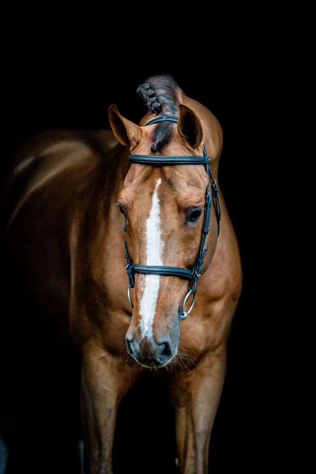 KASSANDER VAN'T ROOSAKKER Z Stallion